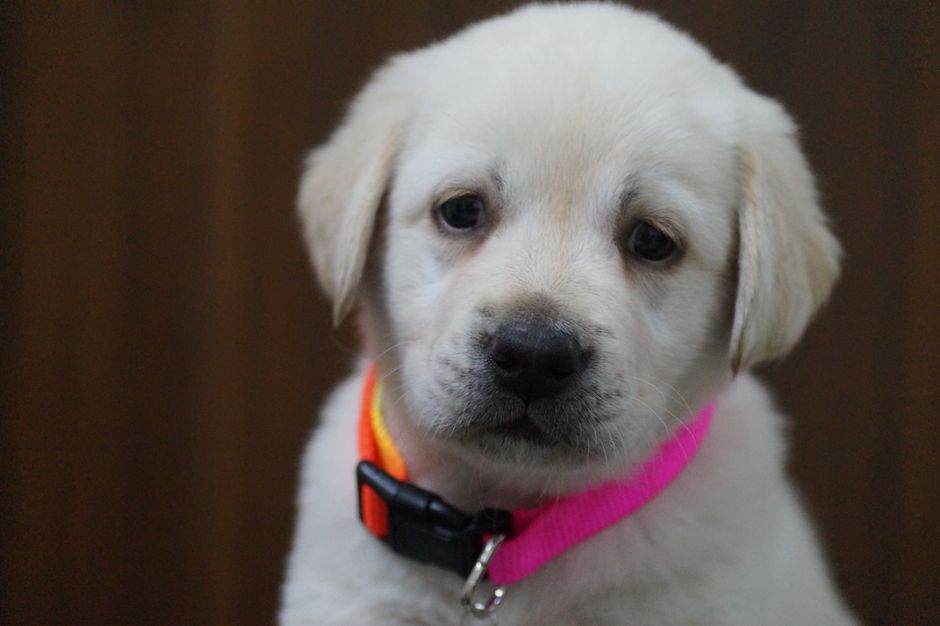 Luna, labradorka